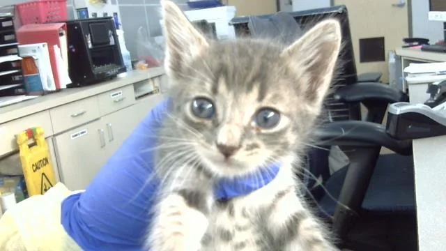 A baby medium-sized male Domestic Medium Hair cat named Voldemort for adoption in Dallas, TX