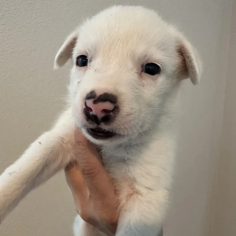 A baby medium-sized male White / Cream Cattle Dog dog named Rodeo for adoption in Sacramento, CA