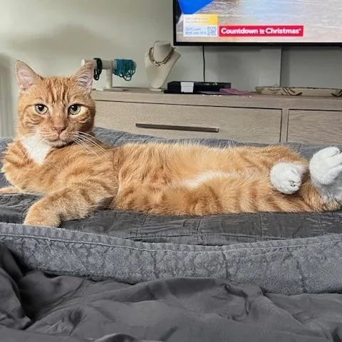A senior small-sized male Orange / Red Domestic Short Hair cat named Fred for adoption in Los Angeles, CA