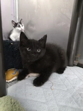 A baby small-sized female Domestic Short Hair cat named Cora for adoption in Sevierville, TN