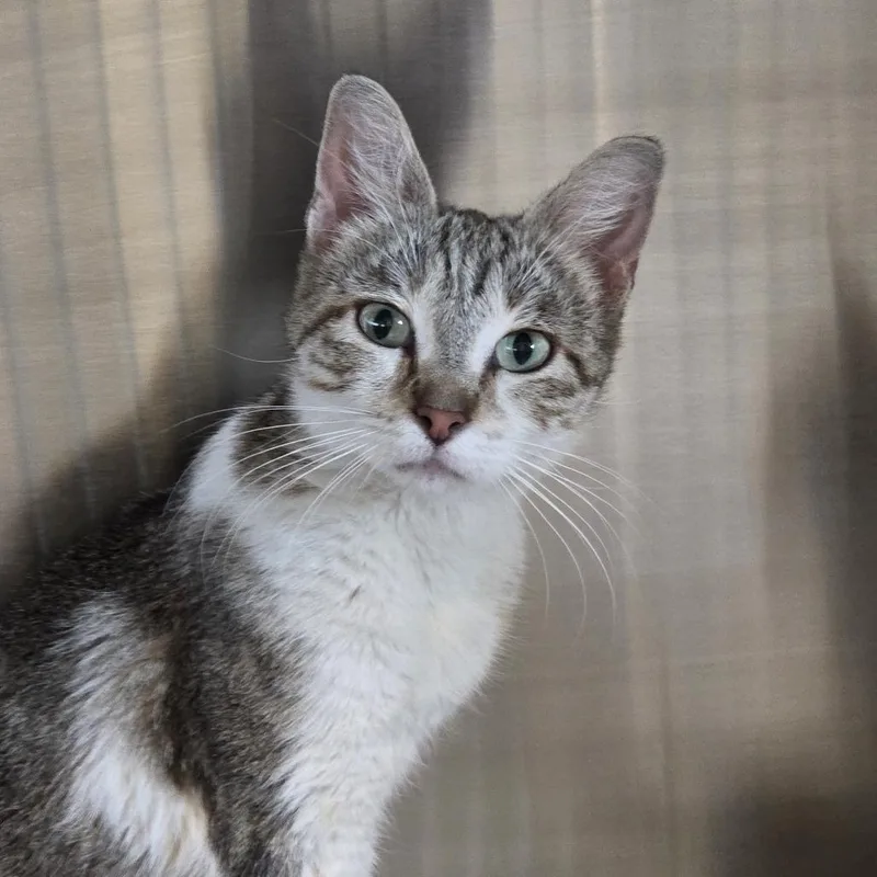 An adult medium-sized female Brown / Chocolate Domestic Short Hair cat named Gloria for adoption in Hinsdale, IL