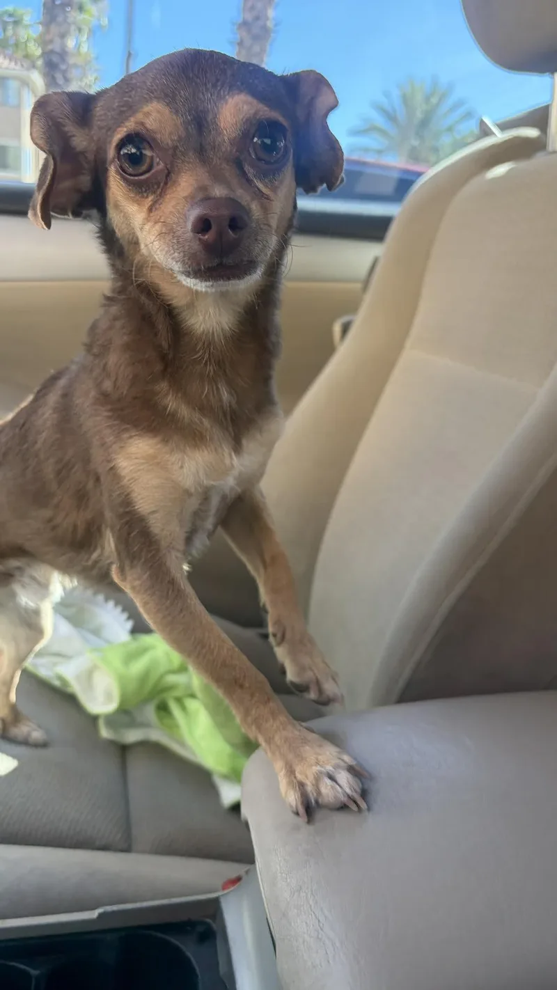 A young small-sized male Bicolor Chihuahua dog named Bruno for adoption in Las Vegas, NV