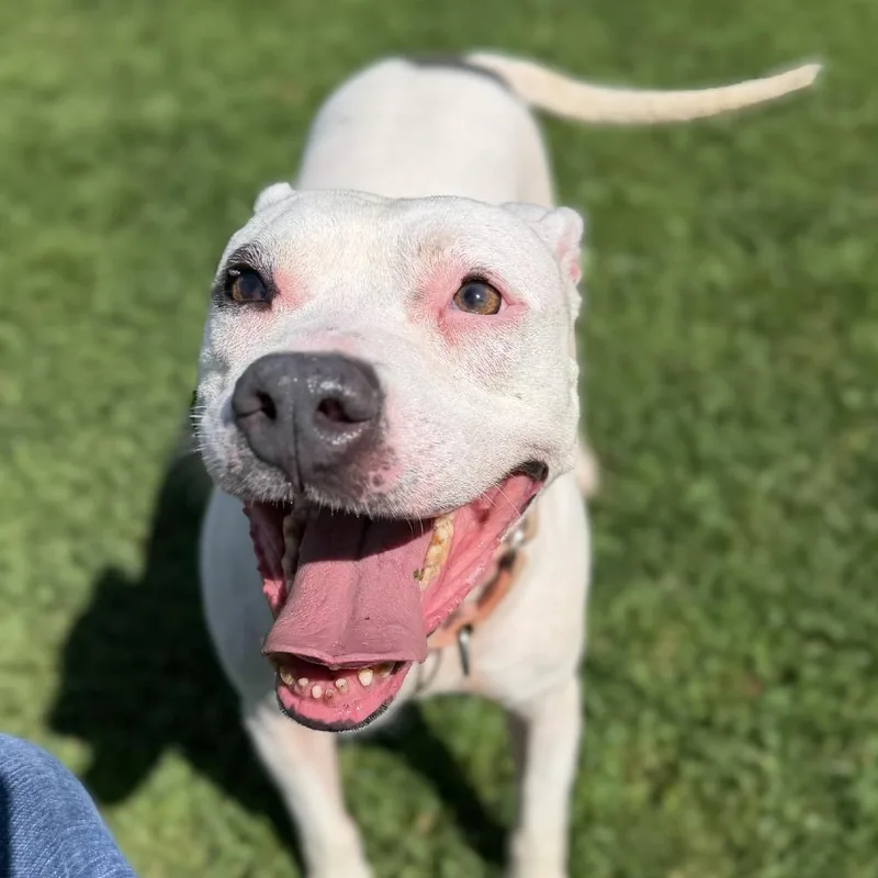 An adult medium-sized female White / Cream Mixed Breed dog named Emily for adoption in Ashtabula, OH