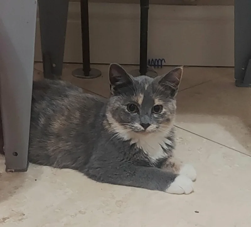 A baby small-sized female Dilute Calico cat named Willow for adoption in CANONSBURG, PA
