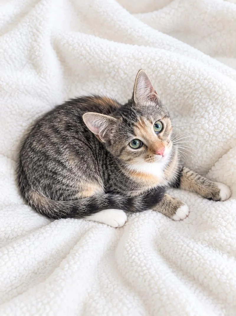 A young medium-sized female Domestic Short Hair cat named Chai for adoption in Wetumpka, AL