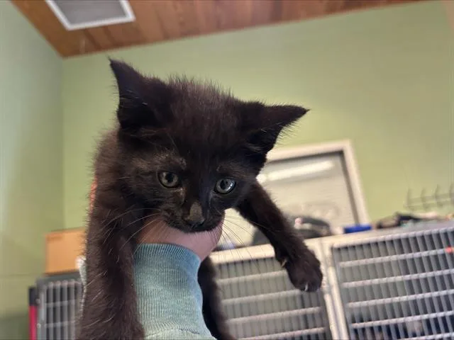 A baby small-sized male Domestic Short Hair cat named Pepper for adoption in Grand Prairie, TX