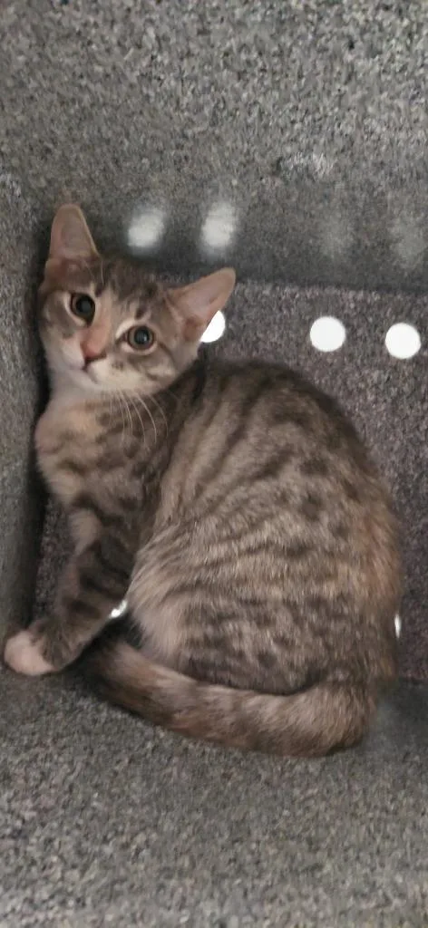 A baby small-sized female Domestic Short Hair cat named Aurora for adoption in Henderson, NC