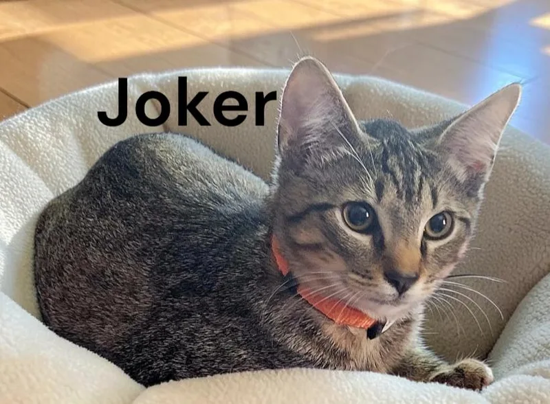 A young medium-sized male Tabby cat named Joker for adoption in Weems, VA