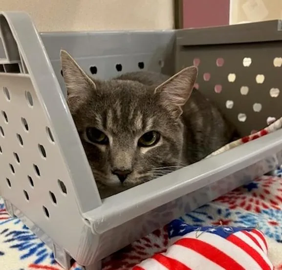 A young medium-sized male Domestic Short Hair cat named Kermit for adoption in Springfield, MA