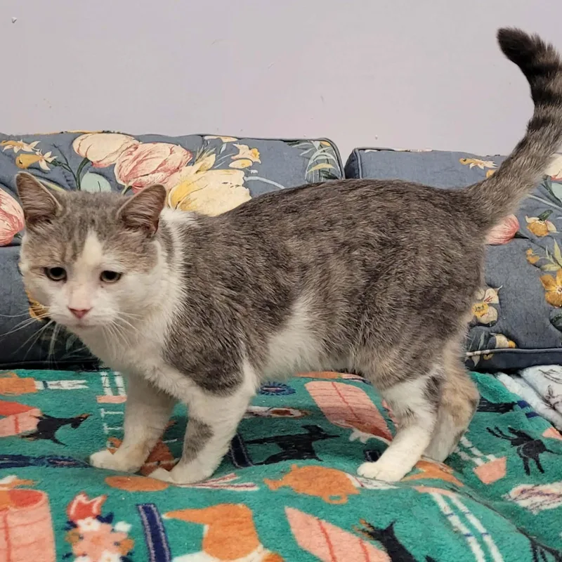 An adult medium-sized male Tabby (Gray / Blue / Silver) Domestic Short Hair cat named Lincoln  Talkative Boy for adoption in Meriden, CT