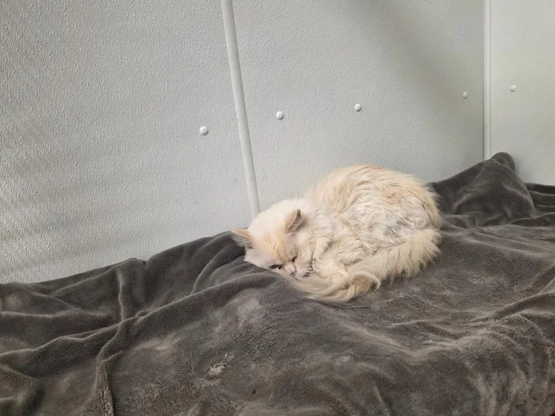 A young medium-sized male Ragdoll cat named Almond for adoption in Sidney, NY
