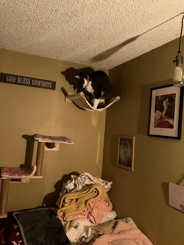 An adult medium-sized male Tabby (Brown / Chocolate) Domestic Short Hair cat named Rocco for adoption in Colmar, PA