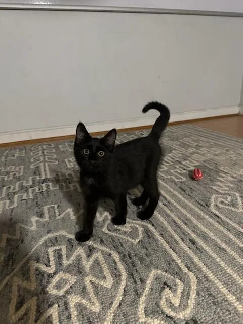 A baby medium-sized male Black Domestic Short Hair cat named Magic for adoption in Orange, VA