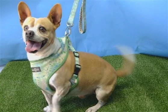 An adult medium-sized male Cardigan Welsh Corgi dog named Coco for adoption in Gardena, CA