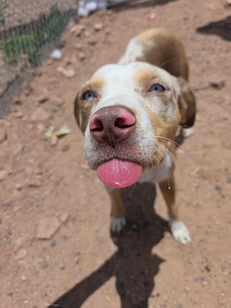 A young medium-sized female Mixed Breed dog named Hanna for adoption in Holbrook, AZ