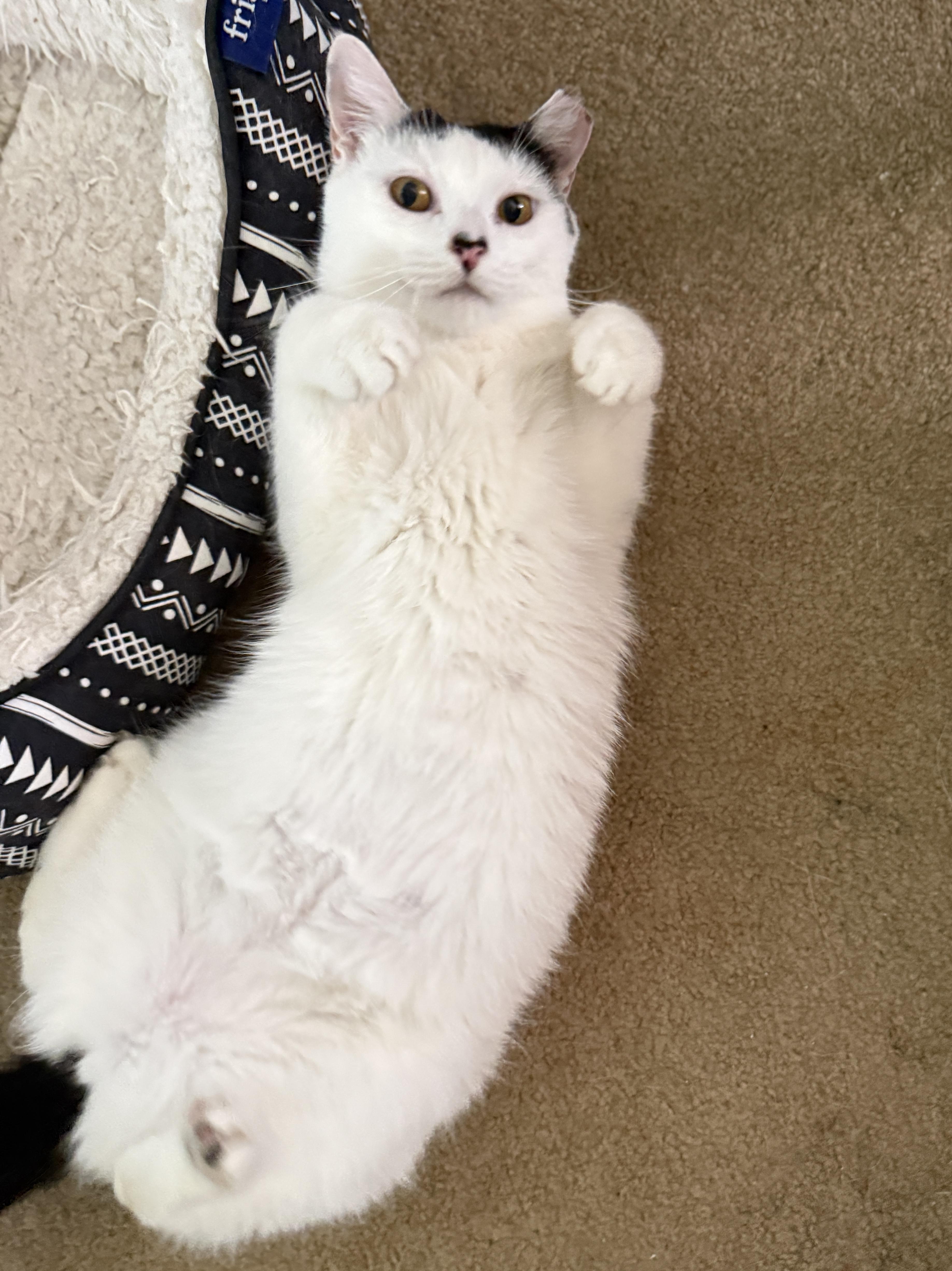 An adult medium-sized female Black & White / Tuxedo Domestic Short Hair cat named Buttermilk Betsy for adoption in Alexandria, VA