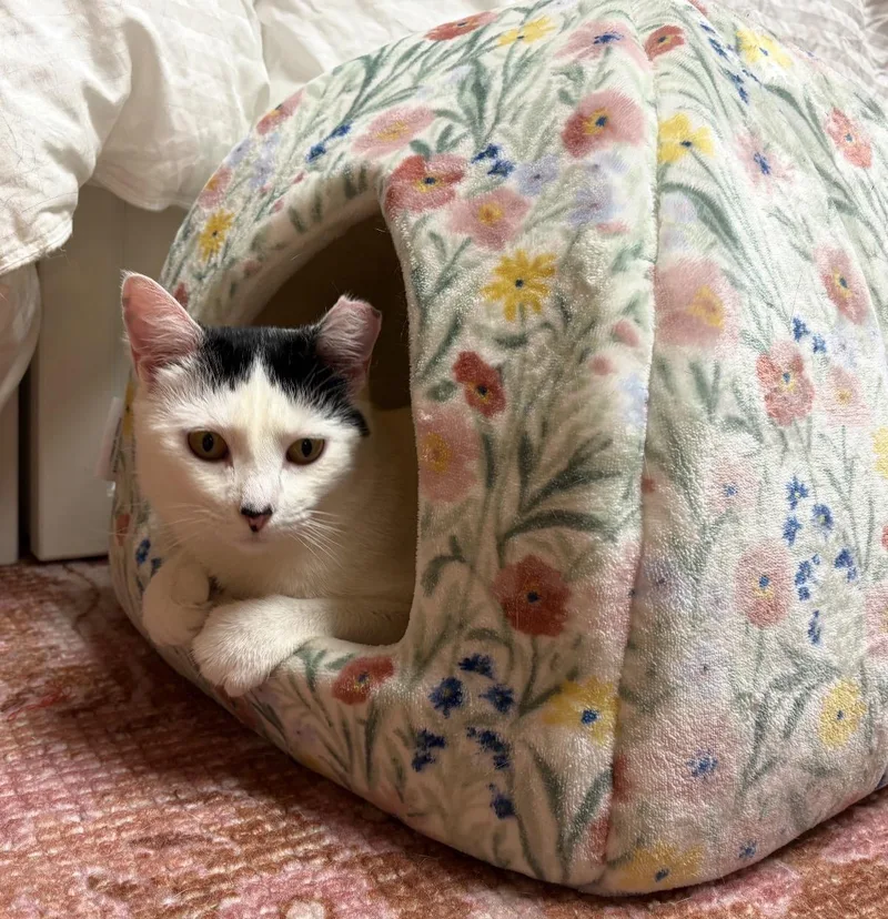 Buttermilk Betsy thumbnail 3