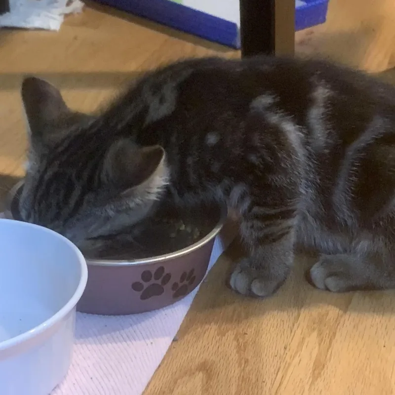 A baby small-sized male Domestic Short Hair cat named Levin for adoption in Cumming, GA