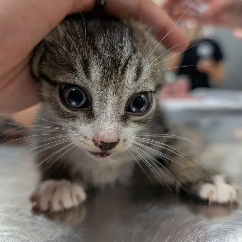 A baby small-sized female Brown / Chocolate Domestic Short Hair cat named Bellbottom for adoption in Titusville, FL