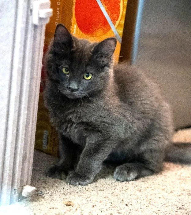 A baby medium-sized male Gray / Blue / Silver Domestic Medium Hair cat named Grayling for adoption in Anchorage, AK