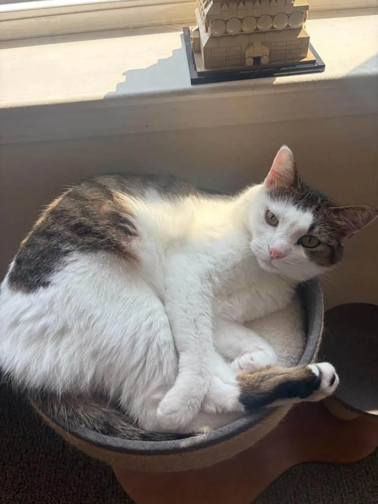 An adult medium-sized female Tabby (Brown / Chocolate) Domestic Short Hair cat named Molly for adoption in Grand Forks, ND
