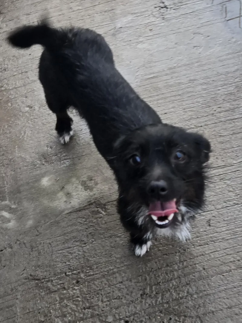 A young small-sized female Black Terrier dog named Cassy for adoption in Edinburg, TX