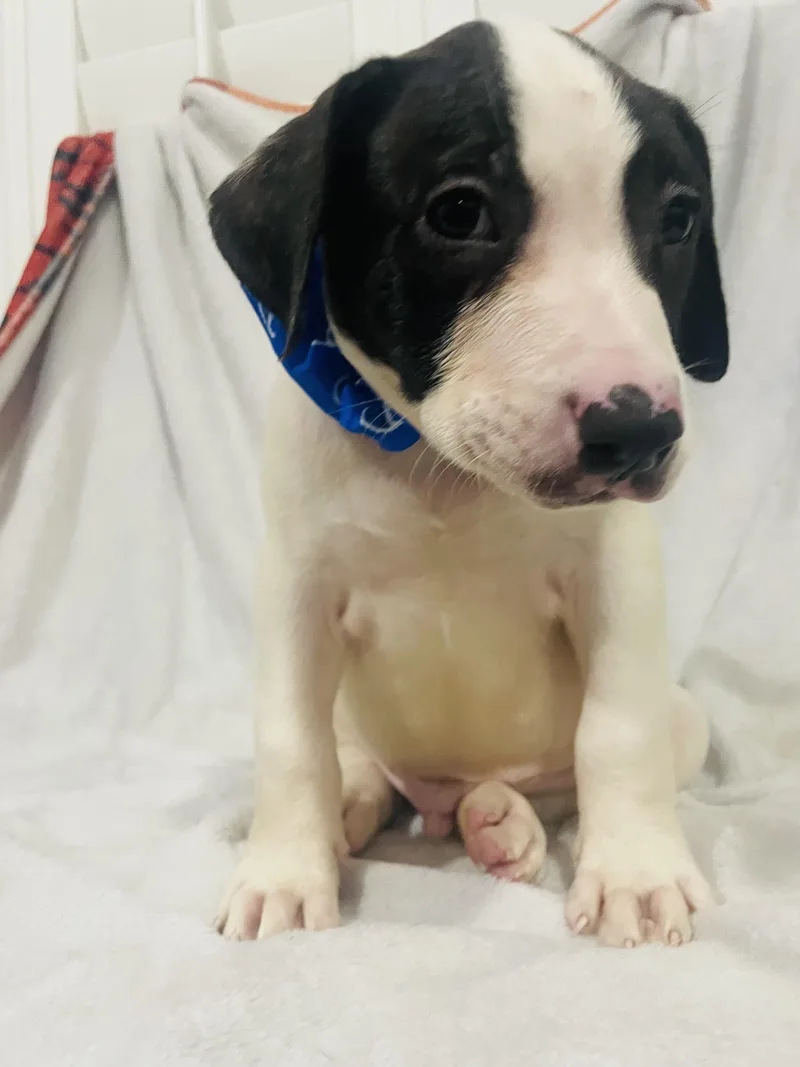 A baby medium-sized male Black Hound dog named Adler for adoption in Pensacola, FL