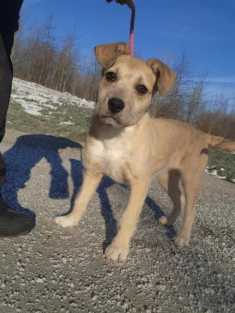 A young small-sized female Patterdale Terrier / Fell Terrier dog named Bronwyn for adoption in Canfield, OH