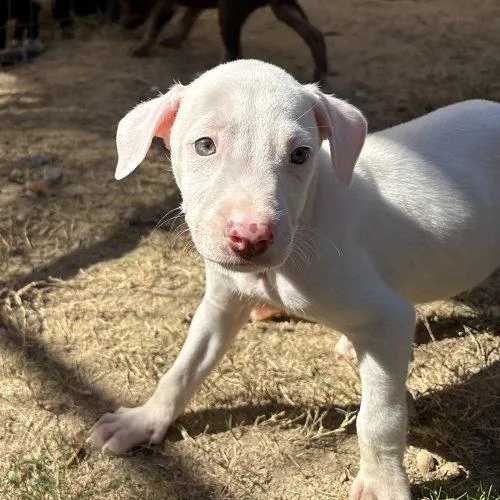 A baby medium-sized male Yellow / Tan / Blond / Fawn Labrador Retriever dog named Yancy for adoption in Sanford, NC