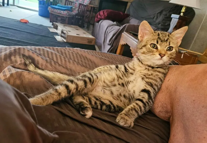 A baby small-sized male Domestic Short Hair cat named Jack for adoption in South Bend, IN