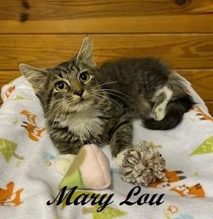 A baby medium-sized female Tabby (Brown / Chocolate) Domestic Medium Hair cat named Mary Lou  sweet for adoption in Southern Pines, NC