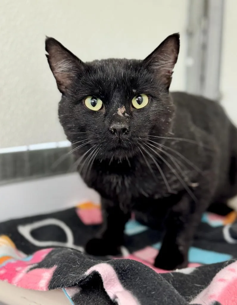 An adult medium-sized male Domestic Short Hair cat named Mike Tyson for adoption in Gillette, WY