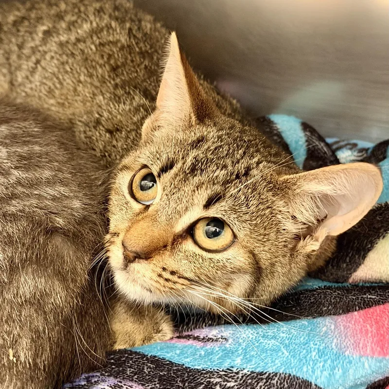 A baby medium-sized female Tabby (Brown / Chocolate) Domestic Short Hair cat named Cookie for adoption in Manahawkin, NJ