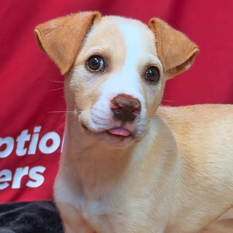 A baby medium-sized male White / Cream Mixed Breed dog named Garth Brooks for adoption in Leander, TX