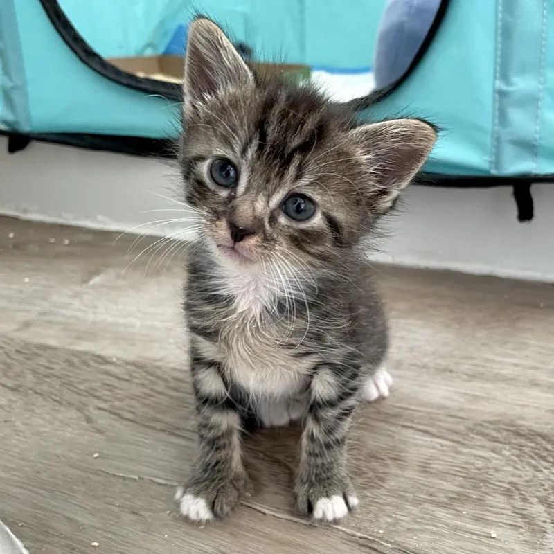 A baby small-sized female Domestic Short Hair cat named Fumufumu for adoption in Los Angeles, CA