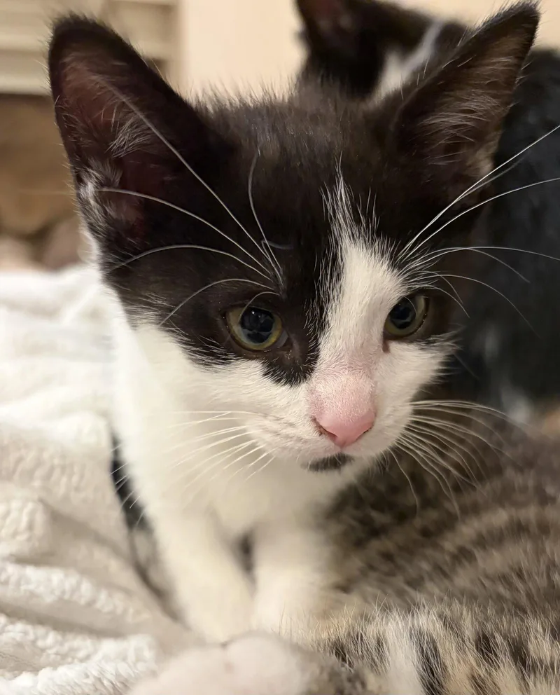 A baby small-sized female Black & White / Tuxedo Domestic Short Hair cat named C Litter Cheyanne for adoption in Livonia, MI