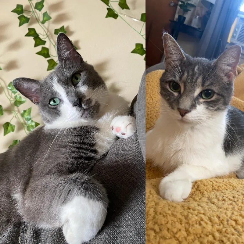 An adult medium-sized male Domestic Short Hair cat named Jordy & Nellie for adoption in Honeoye, NY