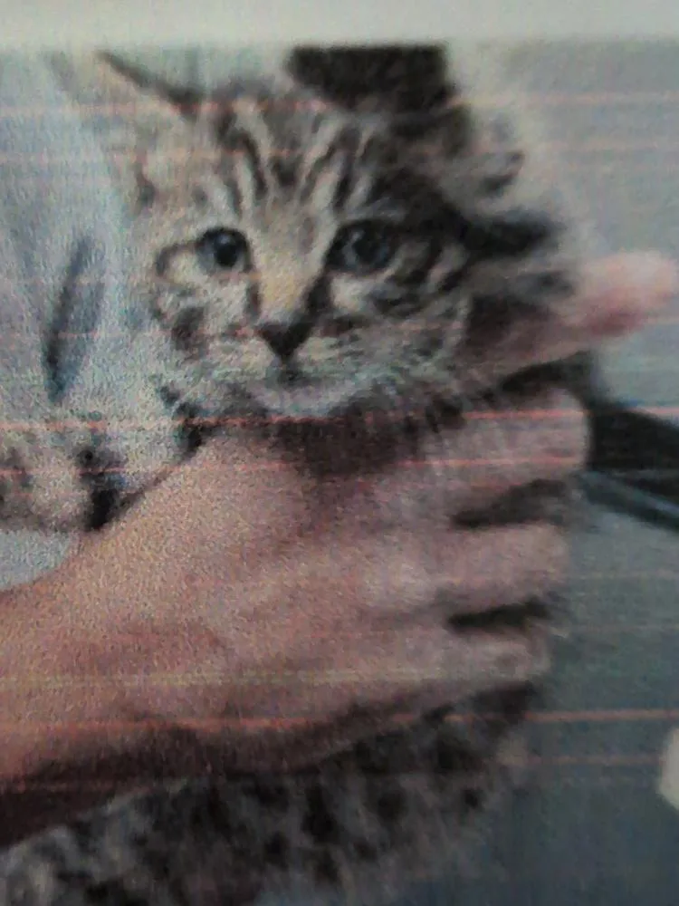 A baby small-sized male Domestic Short Hair cat named Benvolio for adoption in Parker, CO