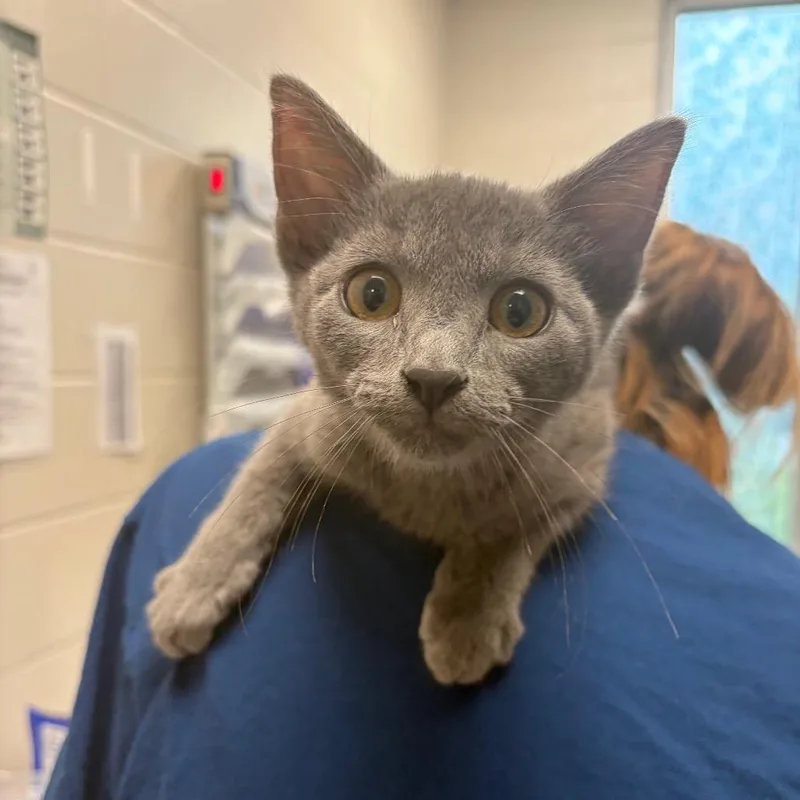 A baby small-sized male Gray / Blue / Silver Domestic Short Hair cat named Lyril for adoption in Council Bluffs, IA