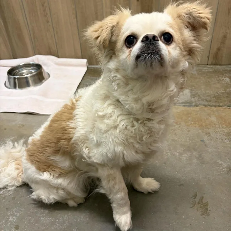 A senior small-sized male White / Cream Pekingese dog named Polo for adoption in Matteson, IL