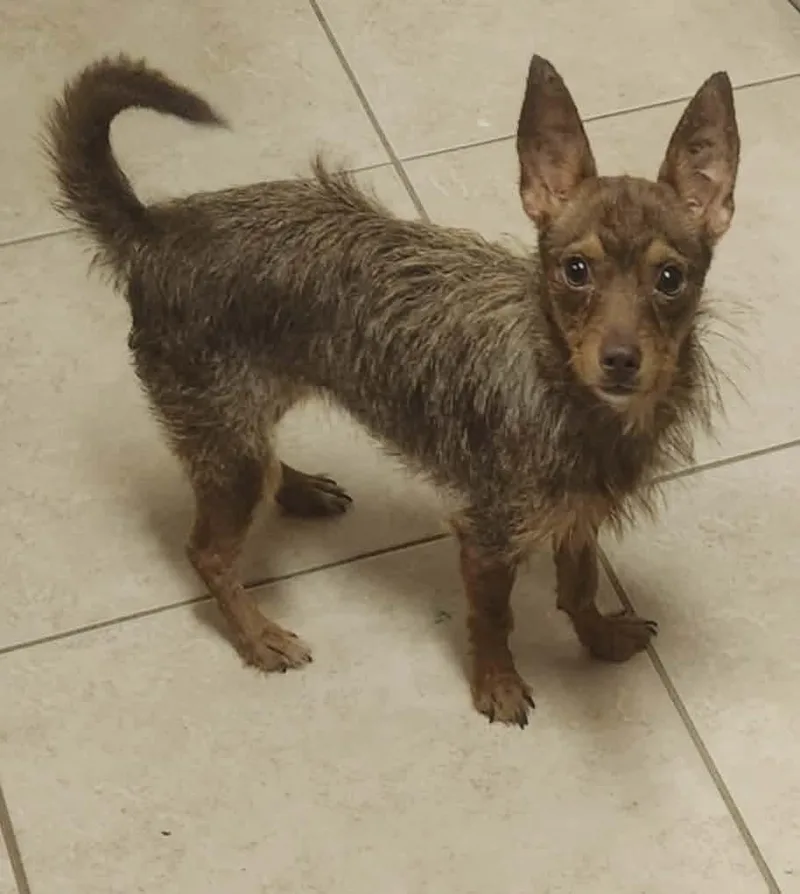 A baby small-sized female Chihuahua dog named Prissy Moore for adoption in Saunderstown, RI