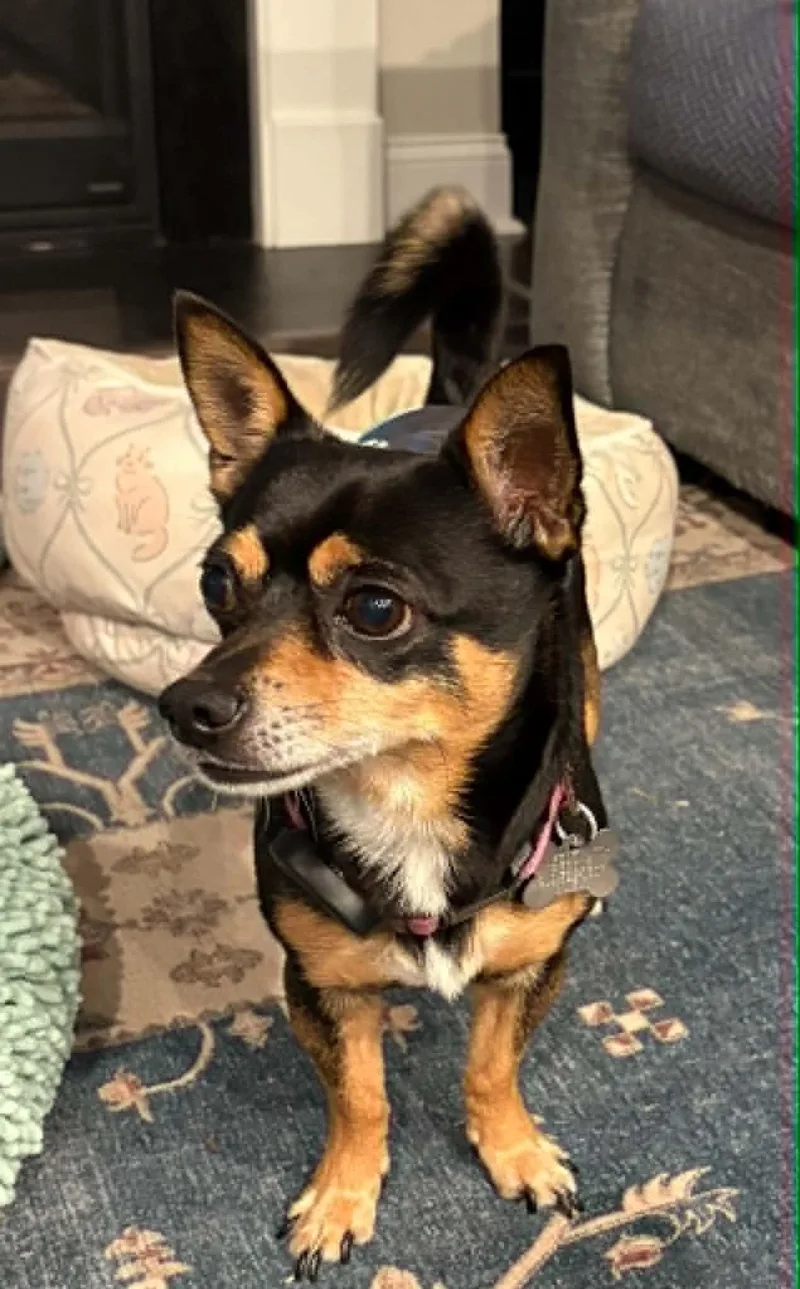 An adult small-sized male Chihuahua dog named Blaze for adoption in Holly Springs, NC