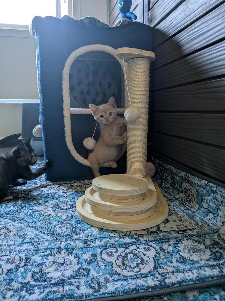 A baby medium-sized male Tabby (Orange / Red) Domestic Short Hair cat named Sunny for adoption in Oceanside, CA