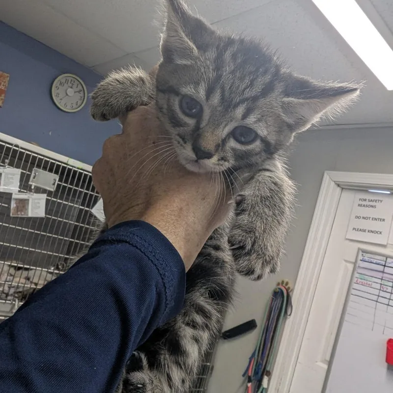 A baby small-sized male Brown / Chocolate Domestic Short Hair cat named Ford for adoption in Marble, NC