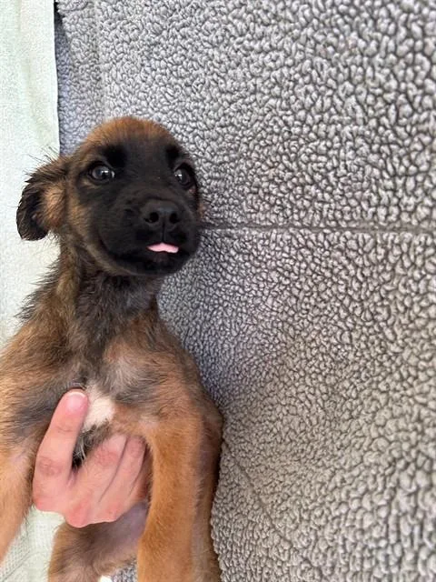 A baby medium-sized male German Shepherd Dog dog named Hydrogen for adoption in Cookeville, TN
