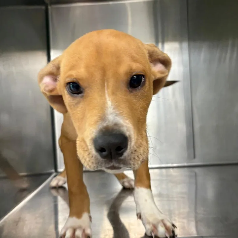 A baby small-sized male White / Cream Mixed Breed dog named Otis for adoption in Saint Charles, MO