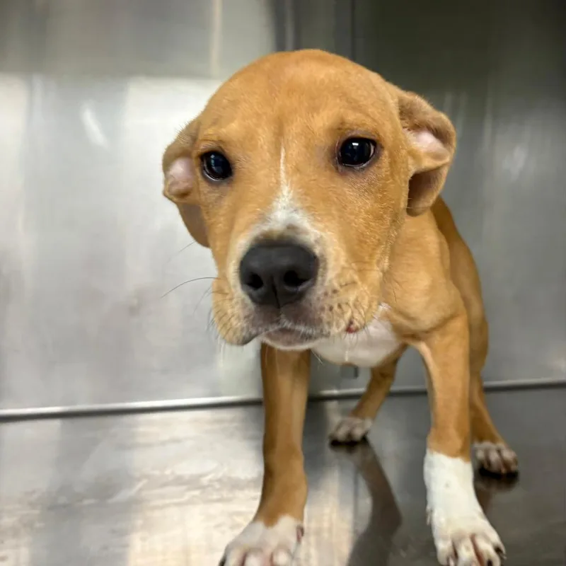Otis thumbnail 2