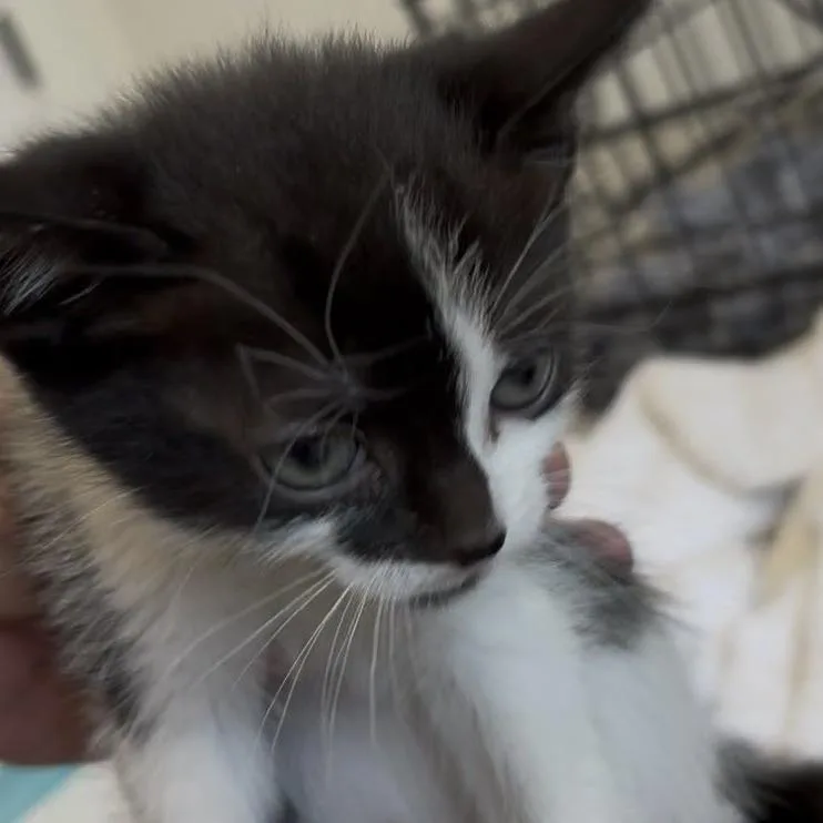 A baby small-sized female Black Domestic Short Hair cat named Two Face Engstrom for adoption in Eagle Mountain, UT