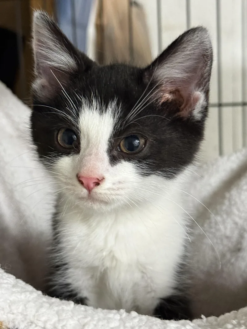 A baby small-sized male Tuxedo cat named Patches for adoption in Johnson City, TN
