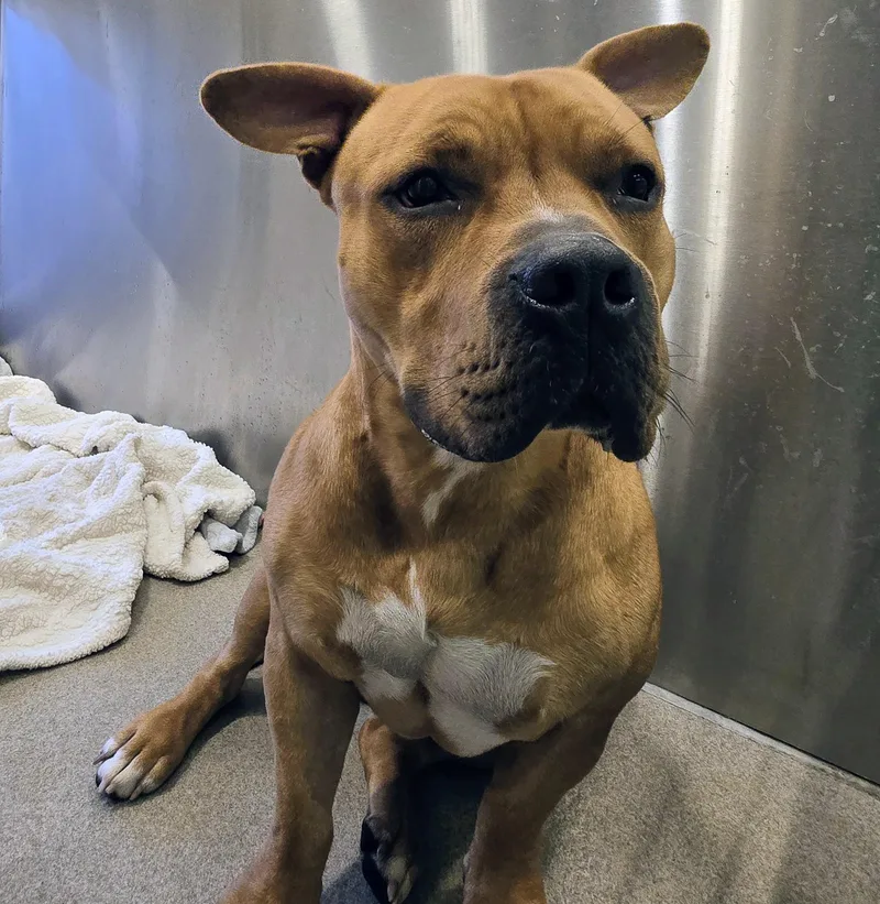 An adult large-sized male White / Cream Pit Bull Terrier dog named Herbie for adoption in Amityville, NY